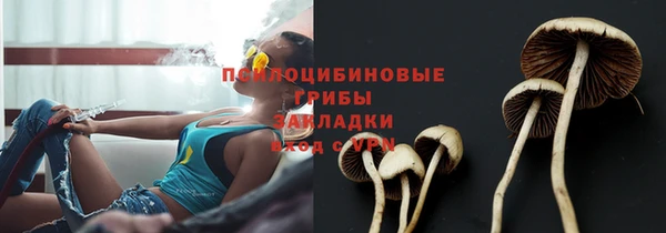 прущие грибы Вязники